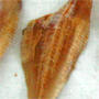 FlatFish Камбала