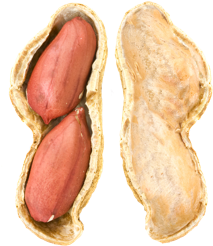 Четыре основные сорта арахиса
