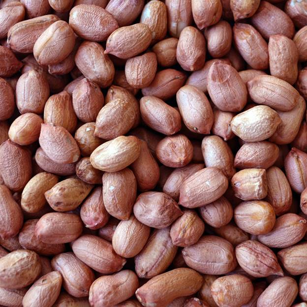 Поставка аргентинского арахиса ядрами из Аргентины