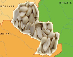 парагвайский арахис купить