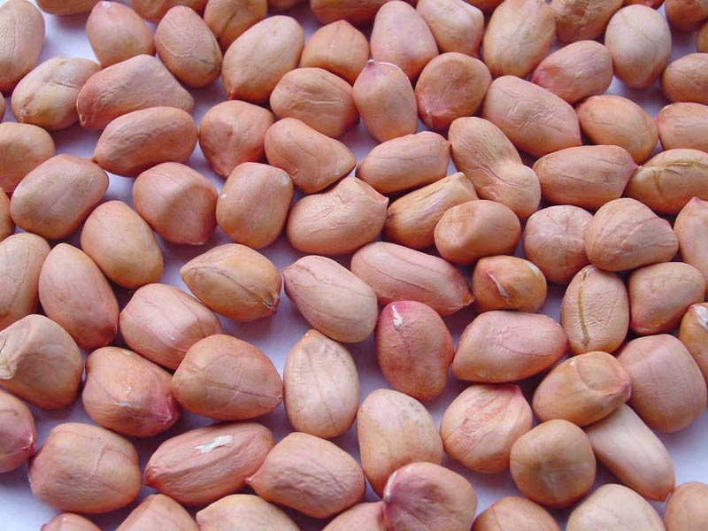 индийский арахис от завода